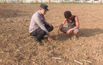 Polsek Rokan IV Koto Tekankan Perawatan Jagung di Desa Sikebau Jaya Demi Ketahanan Pangan Nasional