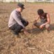 Polsek Rokan IV Koto Tekankan Perawatan Jagung di Desa Sikebau Jaya Demi Ketahanan Pangan Nasional