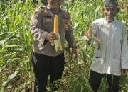 Polsek Bonai Darussalam Dukung Ketahanan Pangan Nasional, Jagung Hibrida di Desa Kasang Mungkal Mulai Berbuah