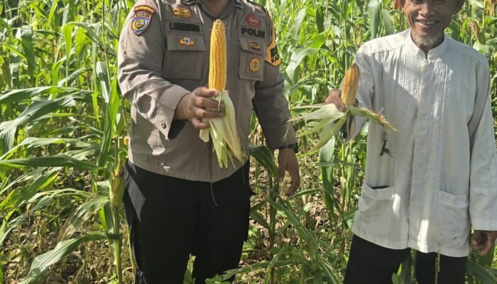 Polsek Bonai Darussalam Dukung Ketahanan Pangan Nasional, Jagung Hibrida di Desa Kasang Mungkal Mulai Berbuah