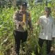 Polsek Bonai Darussalam Dukung Ketahanan Pangan Nasional, Jagung Hibrida di Desa Kasang Mungkal Mulai Berbuah