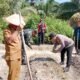 Polsek Tambusai Utara dan Pemdes Simpang Harapan Perkuat Swasembada Pangan Nasional, Tanam Jagung Hibrida di Lahan 1,7 Hektare