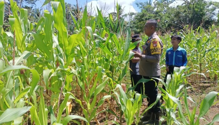 Polsek Rokan IV Koto Kawal Swasembada Pangan Nasional, Pastikan Target Panen Jagung di Desa Suligi
