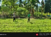 Polsek Rokan IV Koto Kawal Pertumbuhan Jagung Fase Vegetatif di Desa Tibawan, Dukung Ketahanan Pangan Nasional Hingga Panen