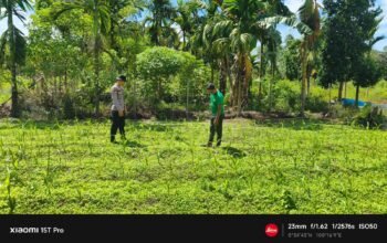 Polsek Rokan IV Koto Kawal Pertumbuhan Jagung Fase Vegetatif di Desa Tibawan, Dukung Ketahanan Pangan Nasional Hingga Panen