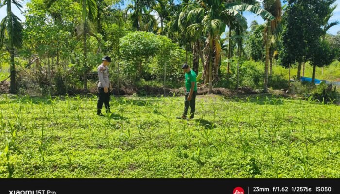 Polsek Rokan IV Koto Kawal Pertumbuhan Jagung Fase Vegetatif di Desa Tibawan, Dukung Ketahanan Pangan Nasional Hingga Panen