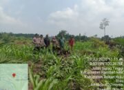 Polsek Rambah Hilir Kawal Pertumbuhan Jagung Hibrida Fase Vegetatif di Desa Rambah, Perkuat Swasembada Pangan Nasional
