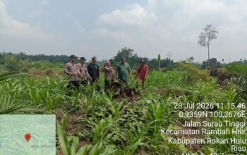 Polsek Rambah Hilir Kawal Pertumbuhan Jagung Hibrida Fase Vegetatif di Desa Rambah, Perkuat Swasembada Pangan Nasional