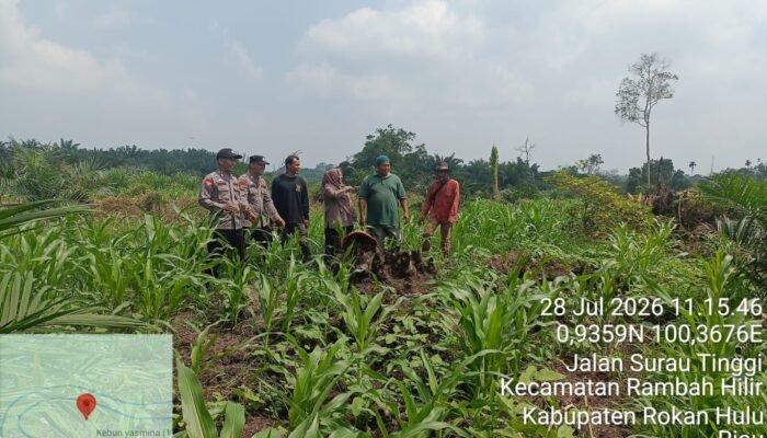 Polsek Rambah Hilir Kawal Pertumbuhan Jagung Hibrida Fase Vegetatif di Desa Rambah, Perkuat Swasembada Pangan Nasional