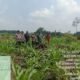 Polsek Rambah Hilir Kawal Pertumbuhan Jagung Hibrida Fase Vegetatif di Desa Rambah, Perkuat Swasembada Pangan Nasional