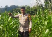 Polsek Rokan IV Koto Pantau Tanaman Jagung di Cipang Kiri Hilir, Perkuat Kemandirian Pangan Menuju Swasembada Nasional