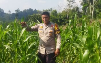 Polsek Rokan IV Koto Pantau Tanaman Jagung di Cipang Kiri Hilir, Perkuat Kemandirian Pangan Menuju Swasembada Nasional