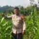 Polsek Rokan IV Koto Pantau Tanaman Jagung di Cipang Kiri Hilir, Perkuat Kemandirian Pangan Menuju Swasembada Nasional