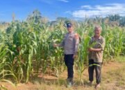 Polres Rokan Hulu Monitoring Jagung Usia 64 Hari, Opimalisasi Program Ketahanan Pangan Nasional