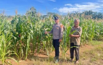 Polres Rokan Hulu Monitoring Jagung Usia 64 Hari, Opimalisasi Program Ketahanan Pangan Nasional