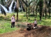 Polsek Kabun Kawal Pengolahan Lahan Jagung, Perkuat Ketahanan Pangan Nasional di Desa Batulangkah Besar