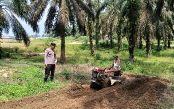 Polsek Kabun Kawal Pengolahan Lahan Jagung, Perkuat Ketahanan Pangan Nasional di Desa Batulangkah Besar