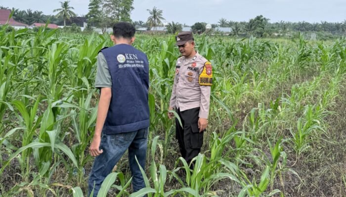 Polsek Kepenuhan Pantau Jagung Hibrida, Dukung Panen Maksimal demi Swasembada Pangan Nasional