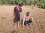 Polsek Rokan IV Koto Pantau dan Evaluasi Pertumbuhan Jagung Desa Sikebau Jaya, Perkuat Swasembada Pangan Nasional