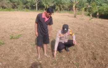 Polsek Rokan IV Koto Pantau dan Evaluasi Pertumbuhan Jagung Desa Sikebau Jaya, Perkuat Swasembada Pangan Nasional