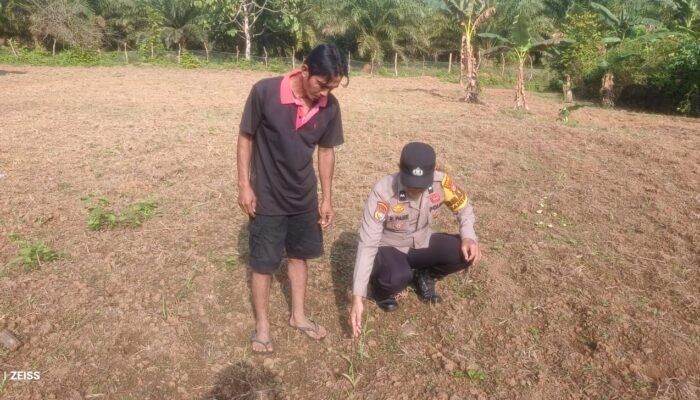 Polsek Rokan IV Koto Pantau dan Evaluasi Pertumbuhan Jagung Desa Sikebau Jaya, Perkuat Swasembada Pangan Nasional