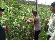Polsek Tambusai Utara Pantau Ketahanan Pangan Jagung Hibrida di Desa Pagar Mayang, Panen Diperkirakan Akhir Agustus