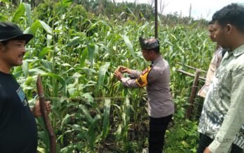 Polsek Tambusai Utara Pantau Ketahanan Pangan Jagung Hibrida di Desa Pagar Mayang, Panen Diperkirakan Akhir Agustus