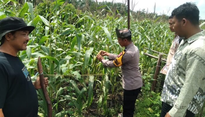 Polsek Tambusai Utara Pantau Ketahanan Pangan Jagung Hibrida di Desa Pagar Mayang, Panen Diperkirakan Akhir Agustus