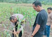 Dari Lahan 2 Hektare, Polsek Rokan IV Koto Dorong Ketahanan Pangan di Cipang Kiri Hulu