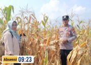 Polsek Rambah Cek Ketahanan Pangan Jagung Pipil 6 Hektare, Panen Diperkirakan Akhir Agustus