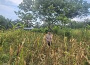 Polsek Bonai Darussalam Pantau Jagung Siap Panen di Desa Kasang Mungkal, Perkuat Swasembada Pangan Nasional