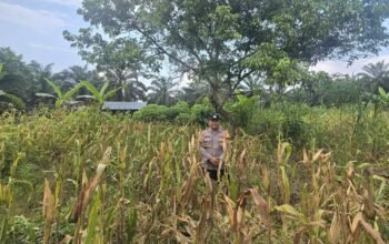 Polsek Bonai Darussalam Pantau Jagung Siap Panen di Desa Kasang Mungkal, Perkuat Swasembada Pangan Nasional