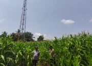 Meski Curah Hujan Tinggi, Polsek Tambusai Utara Terus Pantau Ketahanan Pangan Jagung Monokultur di Desa Bangun Jaya