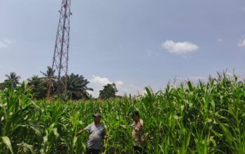 Meski Curah Hujan Tinggi, Polsek Tambusai Utara Terus Pantau Ketahanan Pangan Jagung Monokultur di Desa Bangun Jaya