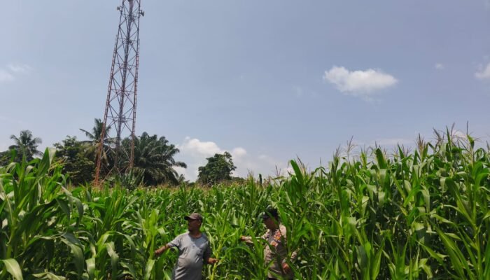 Meski Curah Hujan Tinggi, Polsek Tambusai Utara Terus Pantau Ketahanan Pangan Jagung Monokultur di Desa Bangun Jaya