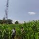 Meski Curah Hujan Tinggi, Polsek Tambusai Utara Terus Pantau Ketahanan Pangan Jagung Monokultur di Desa Bangun Jaya