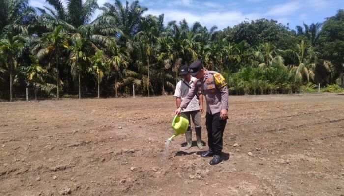 Polsek Kunto Darussalam Perkuat Pendampingan Budidaya Jagung di Desa Kembang Damai Dukung Swasembada Pangan Nasional