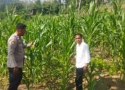 Polsek Rokan IV Koto Dampingi Petani Jagung Cipang Kiri Hilir Dukung Swasembada Pangan Nasional