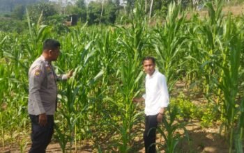 Polsek Rokan IV Koto Dampingi Petani Jagung Cipang Kiri Hilir Dukung Swasembada Pangan Nasional