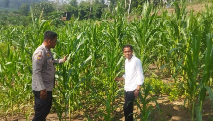 Polsek Rokan IV Koto Dampingi Petani Jagung Cipang Kiri Hilir Dukung Swasembada Pangan Nasional