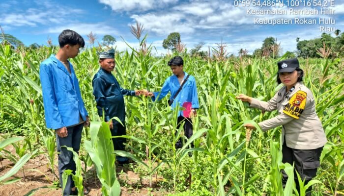 Polsek Tambusai Pastikan Perawatan Jagung Desa Batas Optimal, Wujud Nyata Ketahanan Pangan Nasional