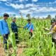 Polsek Tambusai Pastikan Perawatan Jagung Desa Batas Optimal, Wujud Nyata Ketahanan Pangan Nasional