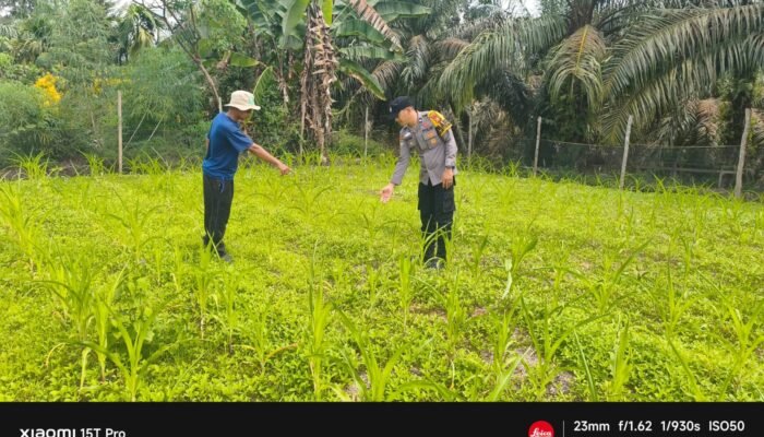 Polsek Rokan IV Koto Kawal Pertumbuhan Jagung di Tibawan, Percepat Terwujudnya Swasembada Pangan Nasional