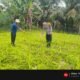 Polsek Rokan IV Koto Kawal Pertumbuhan Jagung di Tibawan, Percepat Terwujudnya Swasembada Pangan Nasional