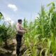Polsek Kabun Kawal Produktivitas Jagung, Percepat Terwujudnya Swasembada Pangan Nasional