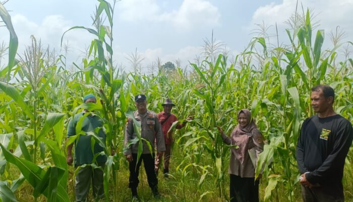 Polsek Rambah Hilir Kawal Pertumbuhan Jagung di Desa Rambah Demi Swasembada Pangan Nasional