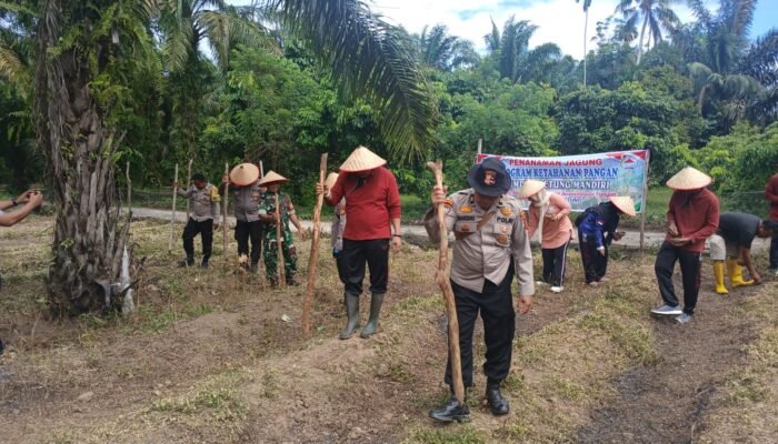 Polsek Rokan IV Koto Optimalkan Lahan Pertanian Lubuk Betung Melalui Penanaman Jagung, Dukung Swasembada Pangan Nasional