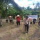 Polsek Rokan IV Koto Optimalkan Lahan Pertanian Lubuk Betung Melalui Penanaman Jagung, Dukung Swasembada Pangan Nasional