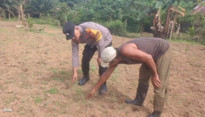 Polsek Rokan IV Koto Tingkatkan Pemantauan Jagung Desa Sikebau Jaya sebagai Dukungan terhadap Ketahanan Pangan Nasional