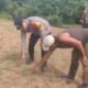 Polsek Rokan IV Koto Tingkatkan Pemantauan Jagung Desa Sikebau Jaya sebagai Dukungan terhadap Ketahanan Pangan Nasional